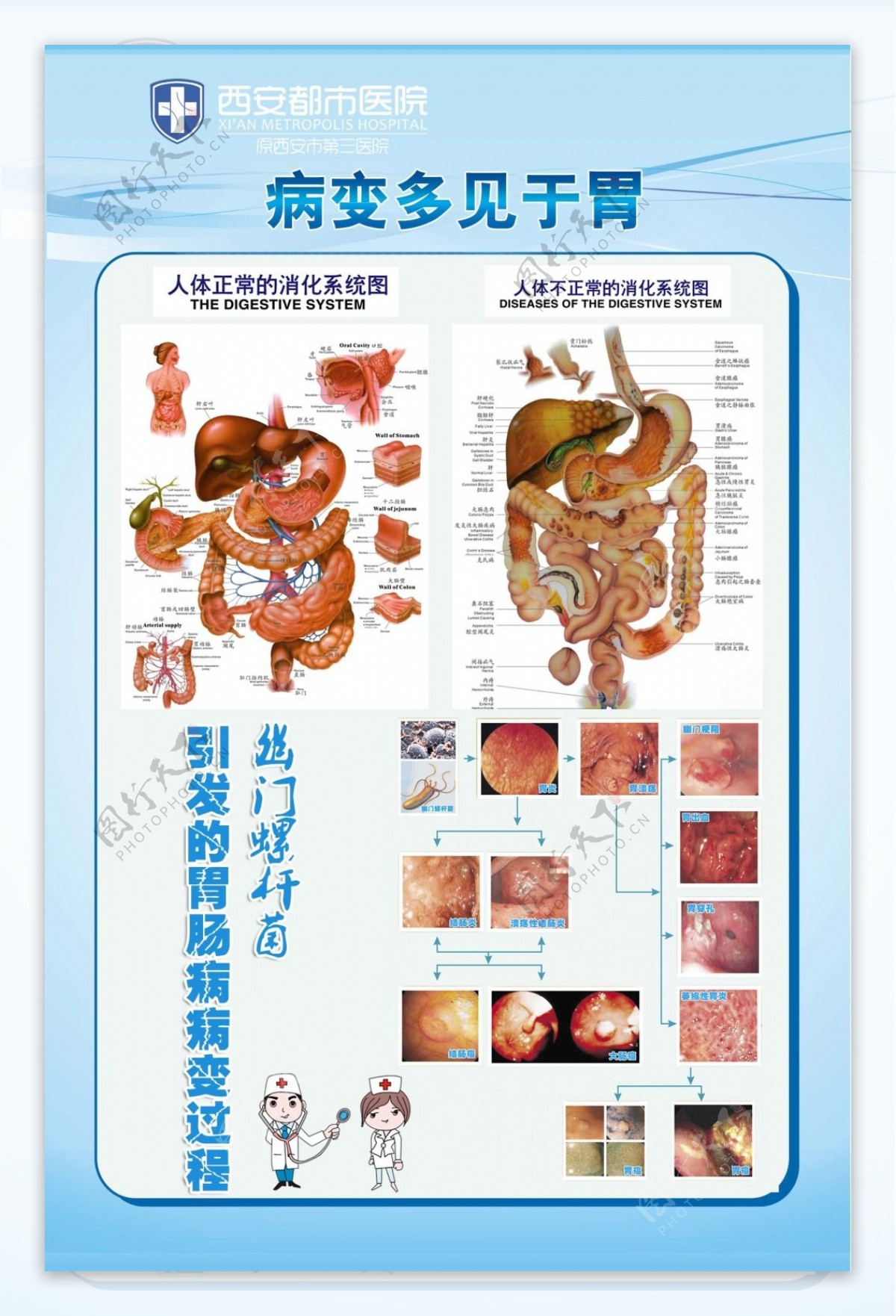 胃肠科消化系统挂图