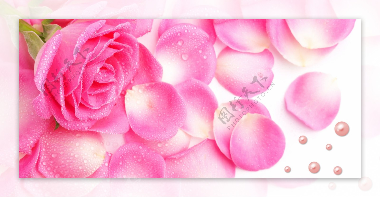 水珠珍珠玫瑰图片