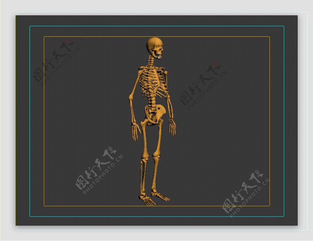 人体骨骼3DMAX模型