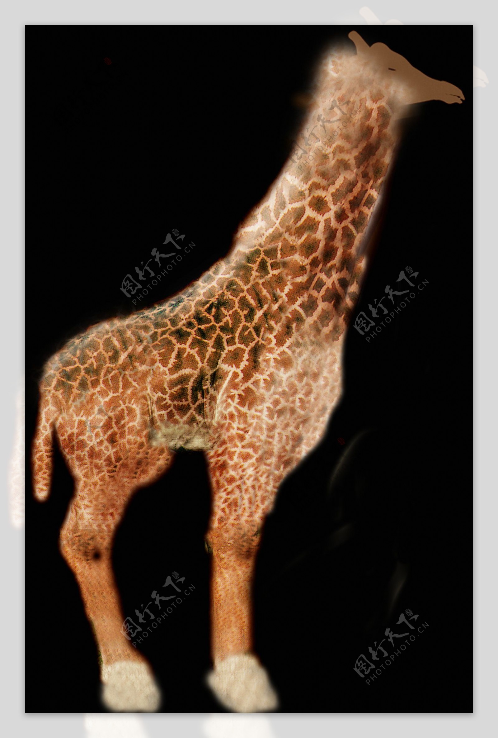 动物哺乳动物3d模型免费下载动植物29