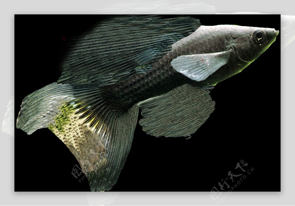 动物鱼类3d模型动植物模型免费下载鱼类3d素材40