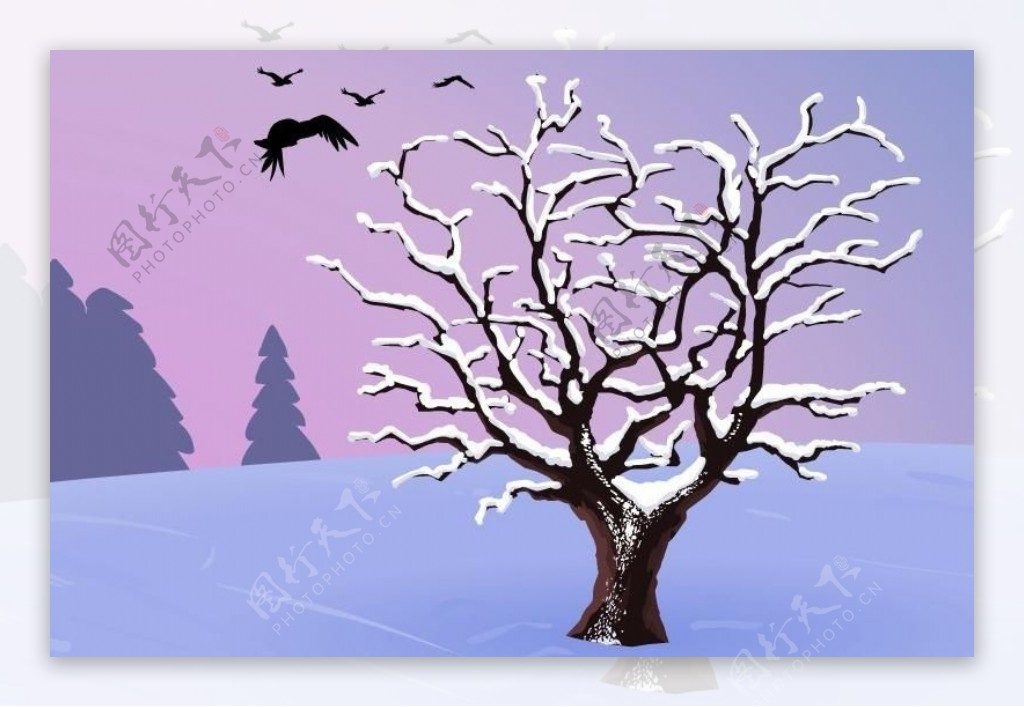 树枝上的雪花图片