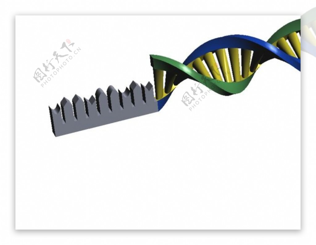 生物过程DNA翻译和RNA转录