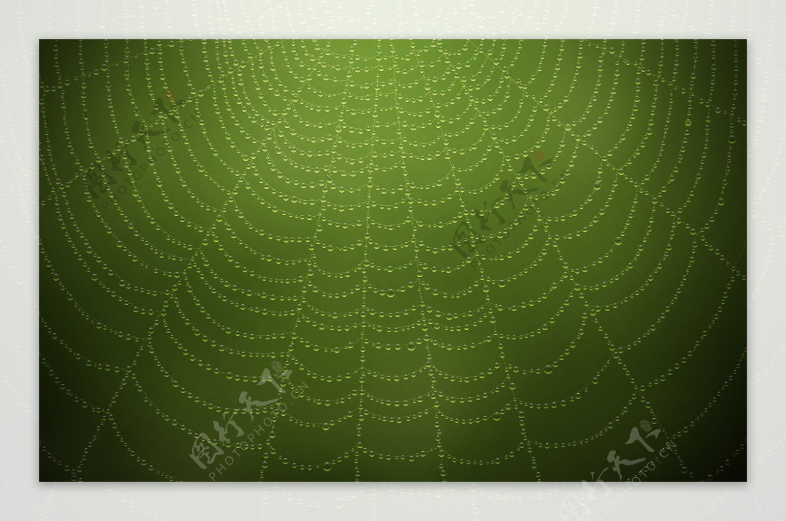 绿色蜘蛛网背景