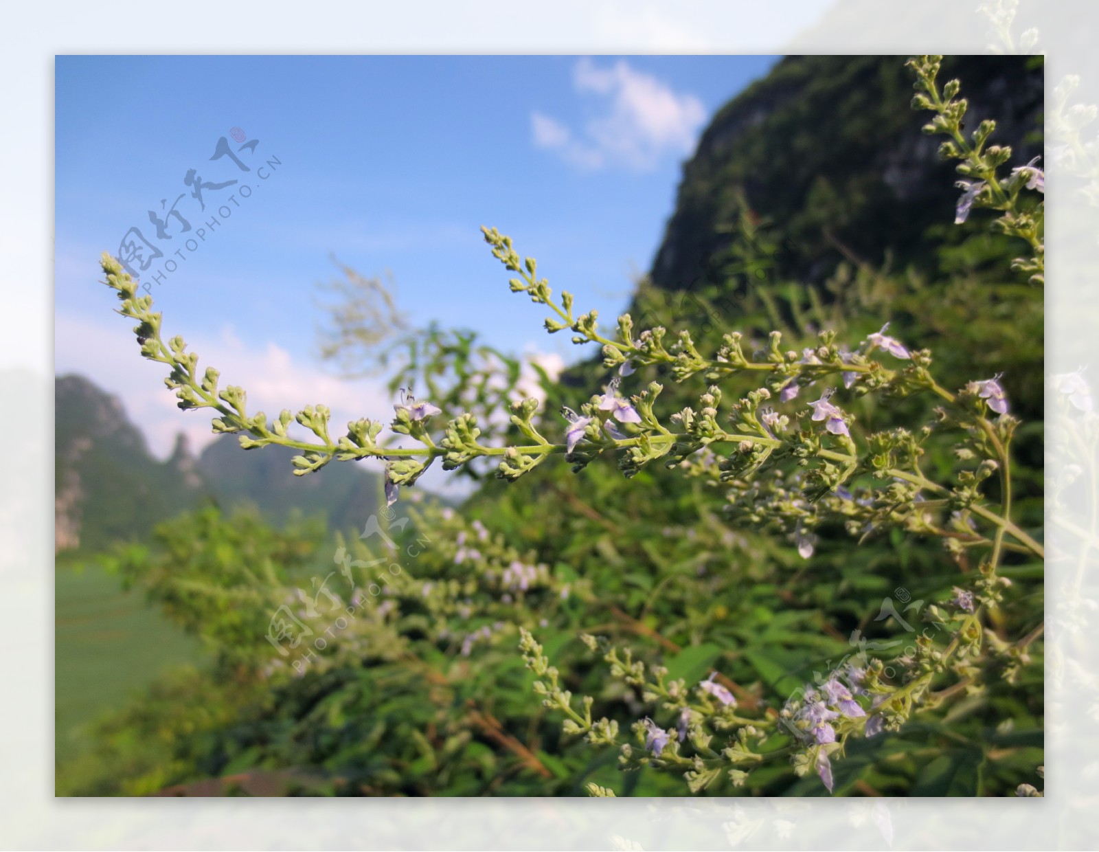 花儿图片