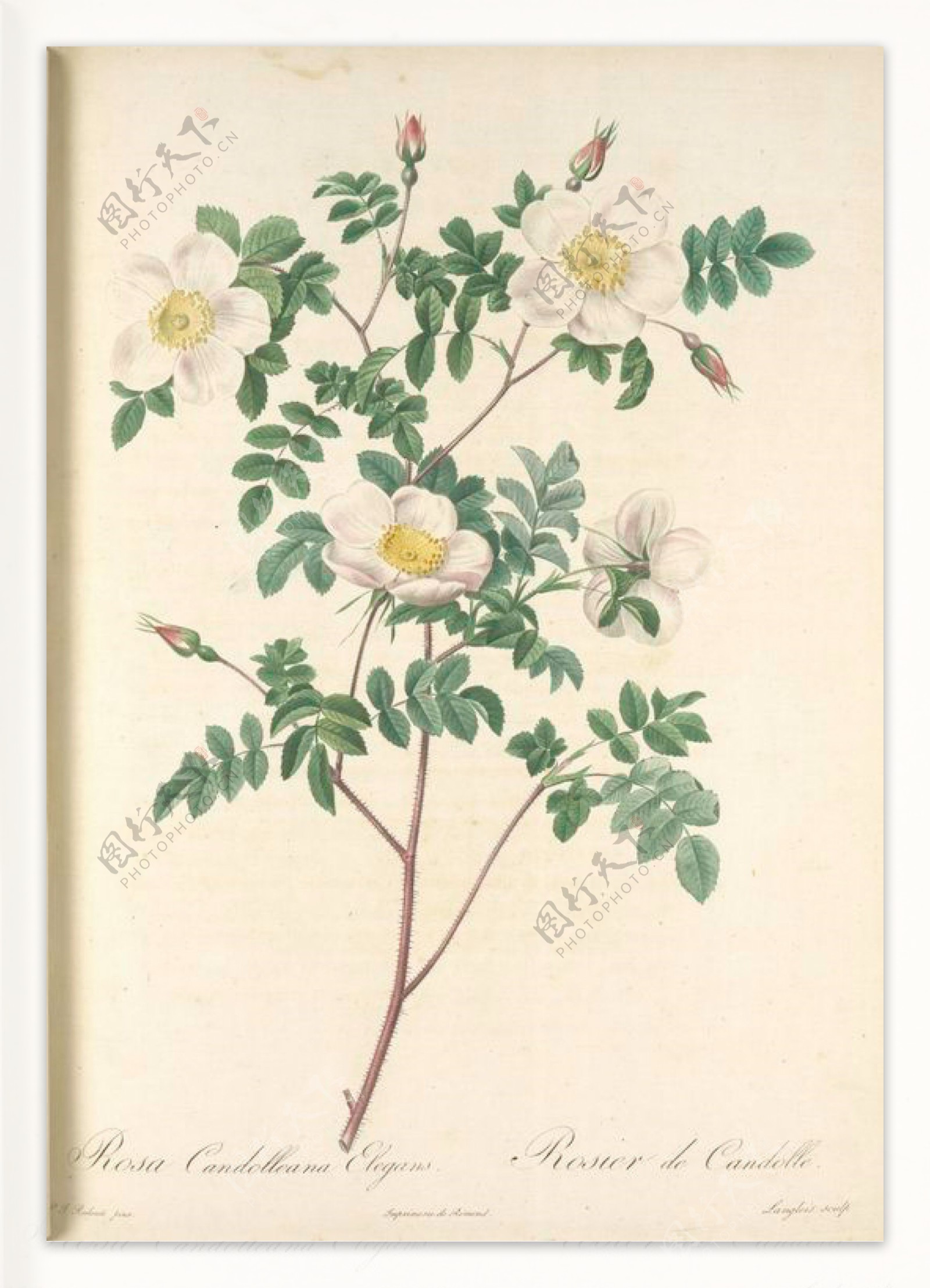 复古油画白色玫瑰花卉