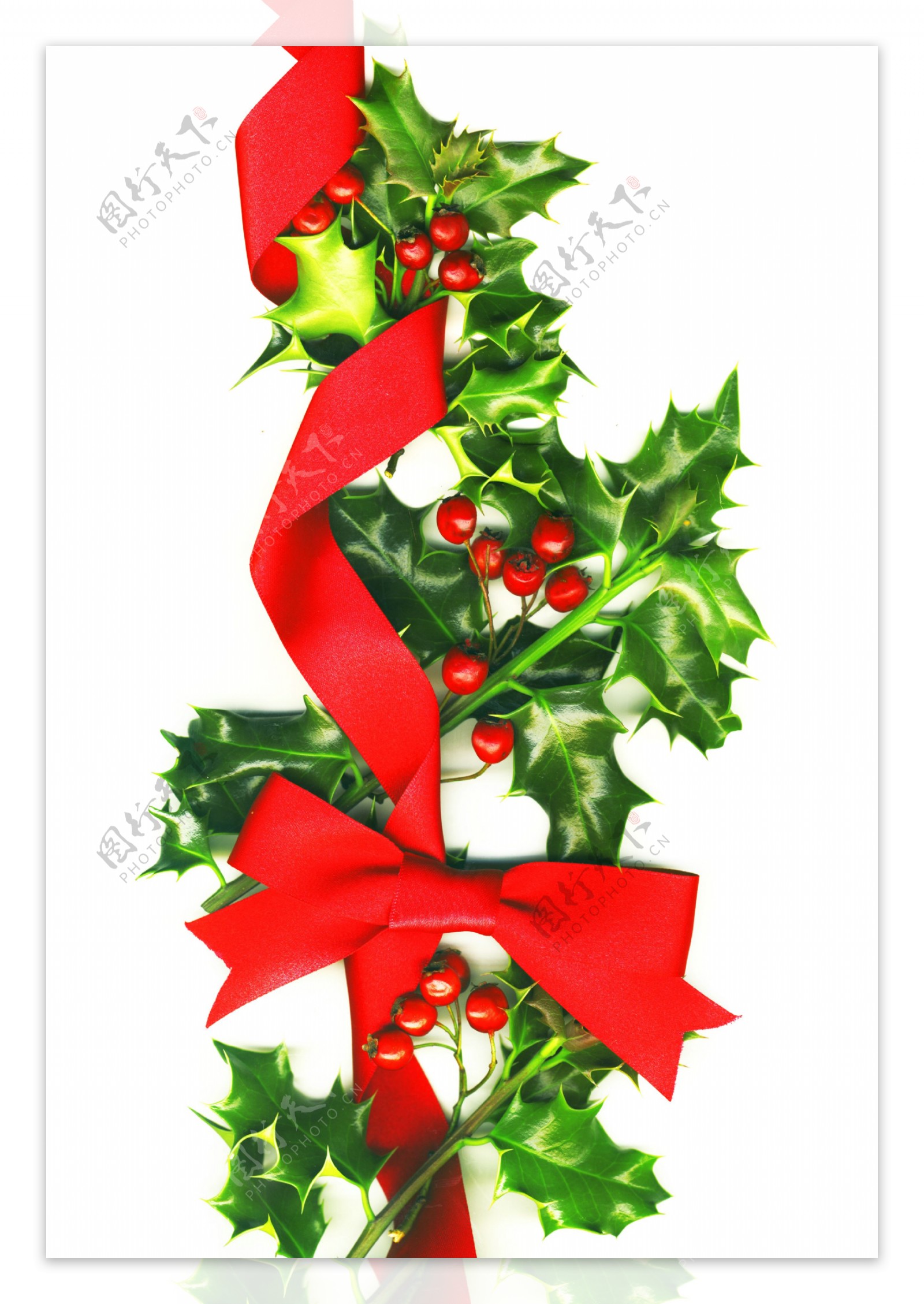 圣诞背景与冬青树和红色的弓