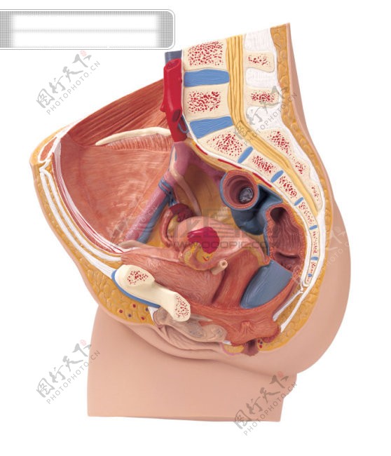 人体器官医学人体器官图片高清图片素材