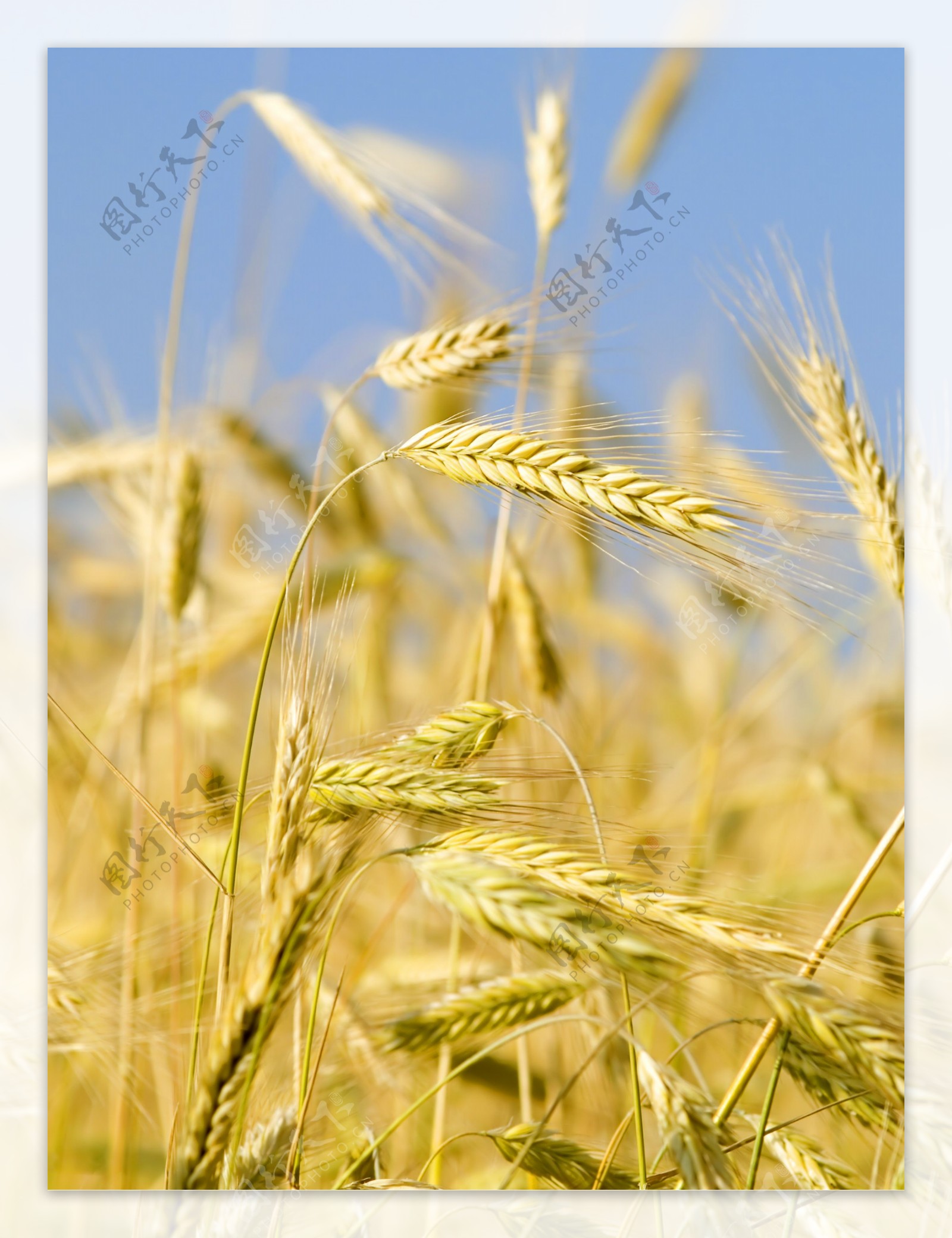 在田间小麦的耳朵