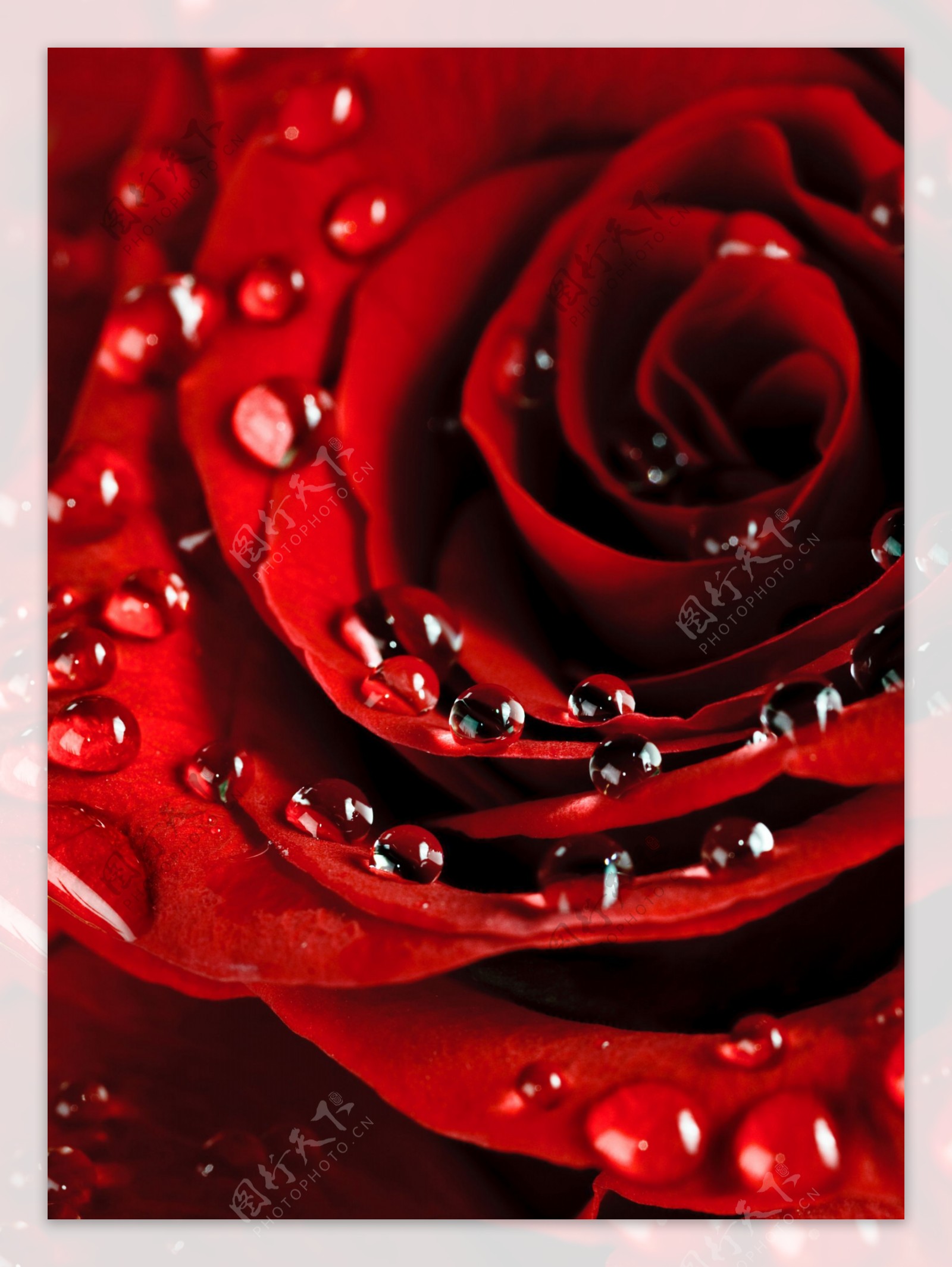 挂满晶莹露珠的红玫瑰