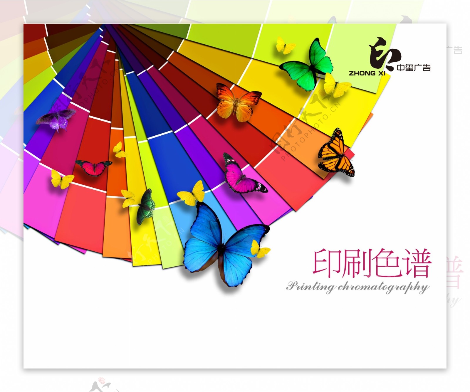 漂亮的蝴蝶彩色印刷色谱图片
