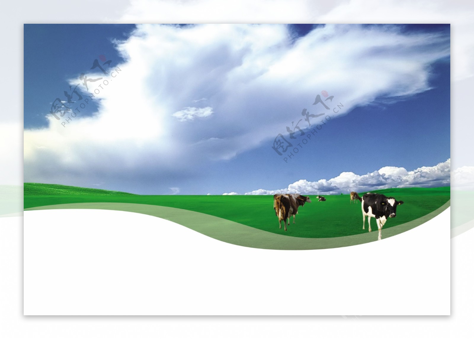 奶牛养殖图片