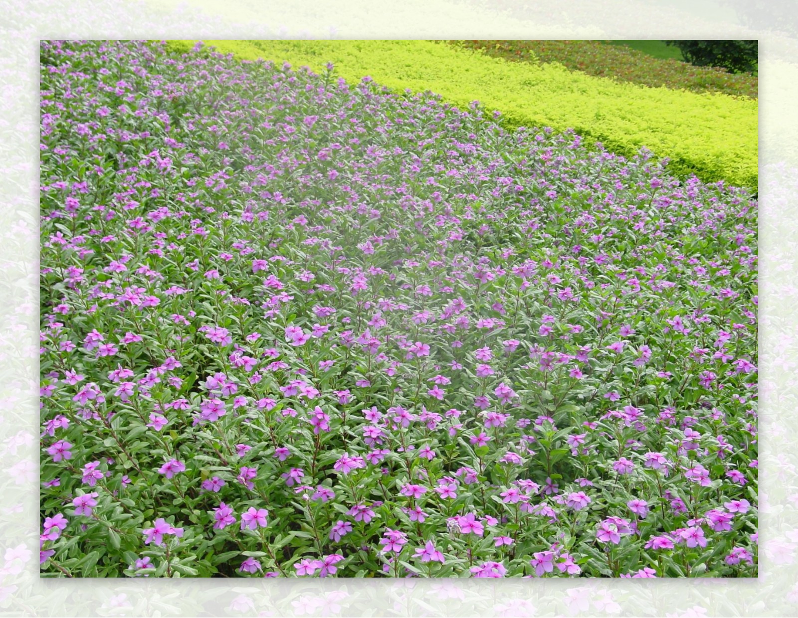 长春花草本类观花植物素材