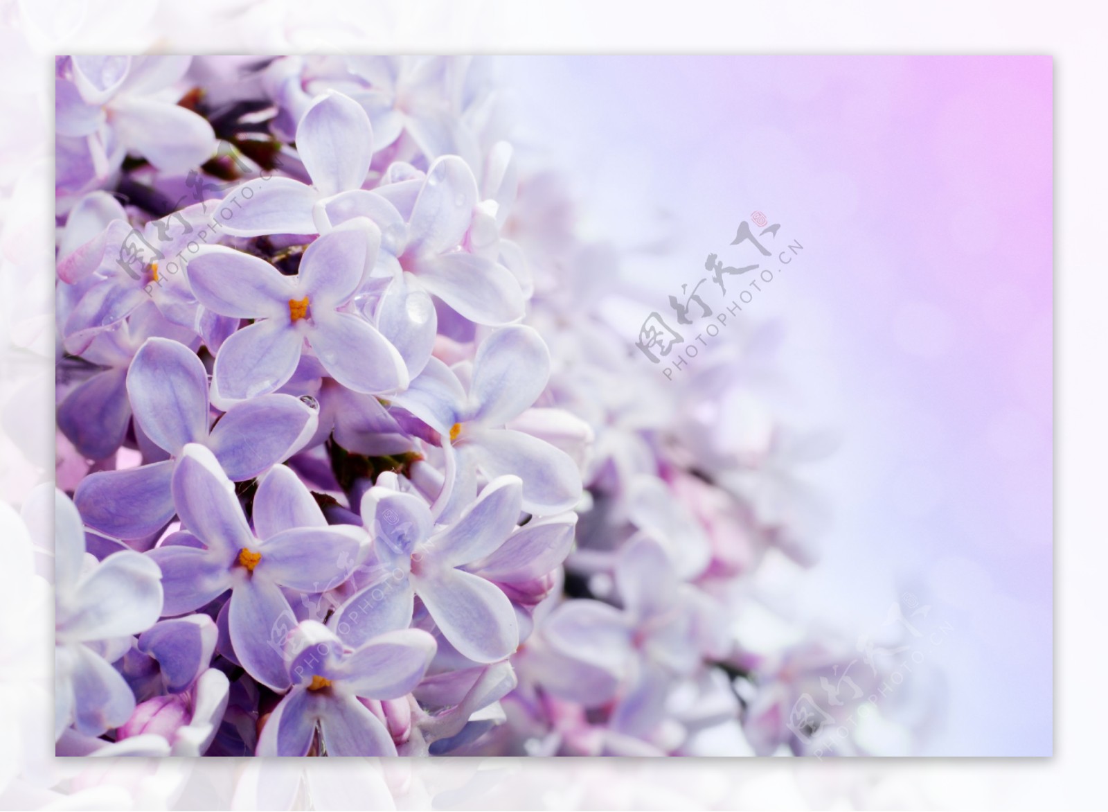 高清紫色小花融图背景