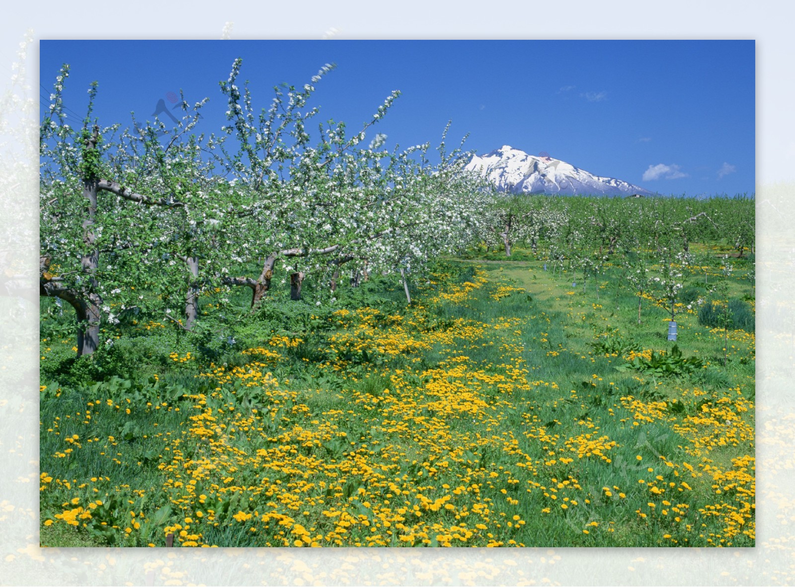 野菊花林