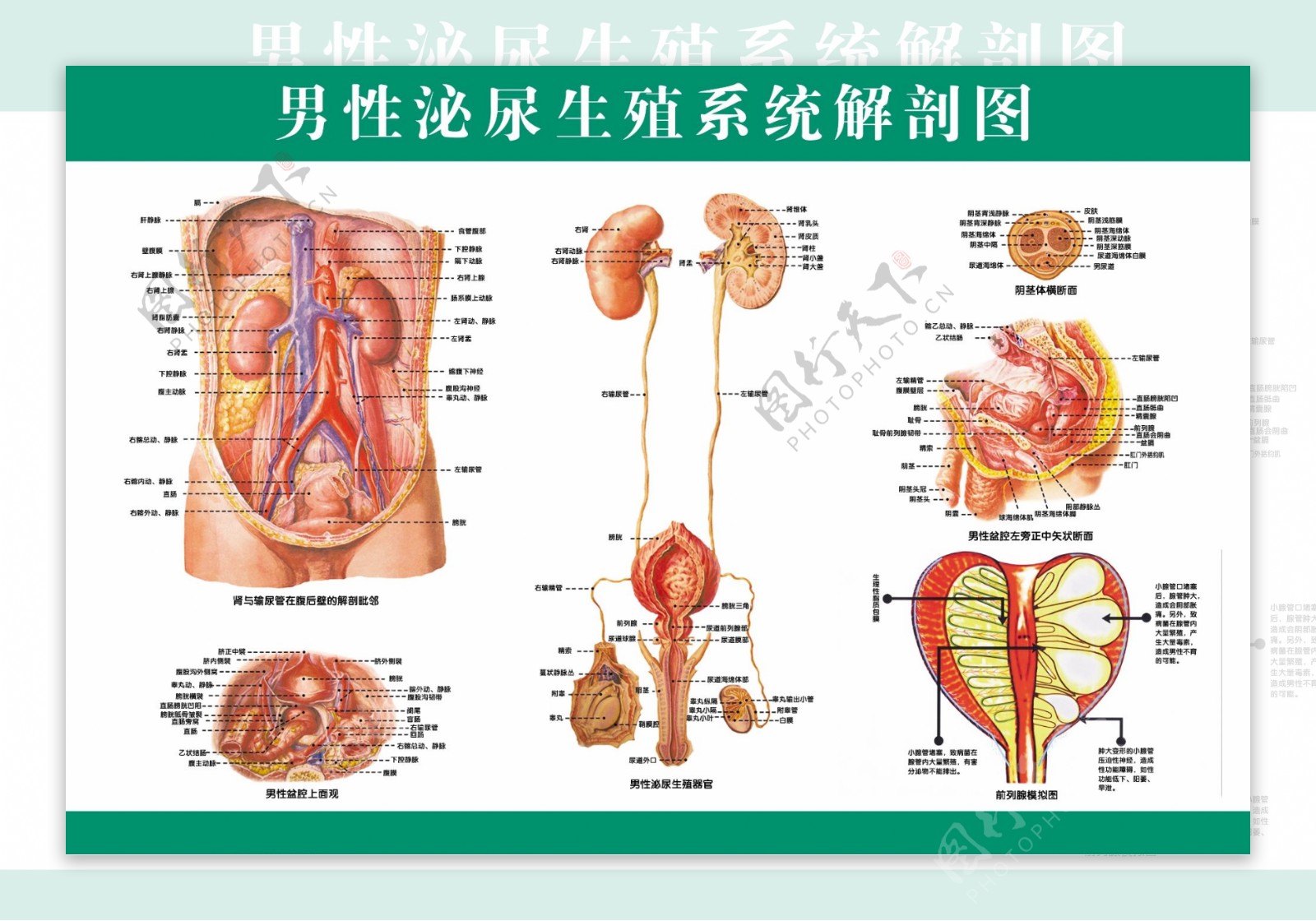 男性泌尿生殖系统图