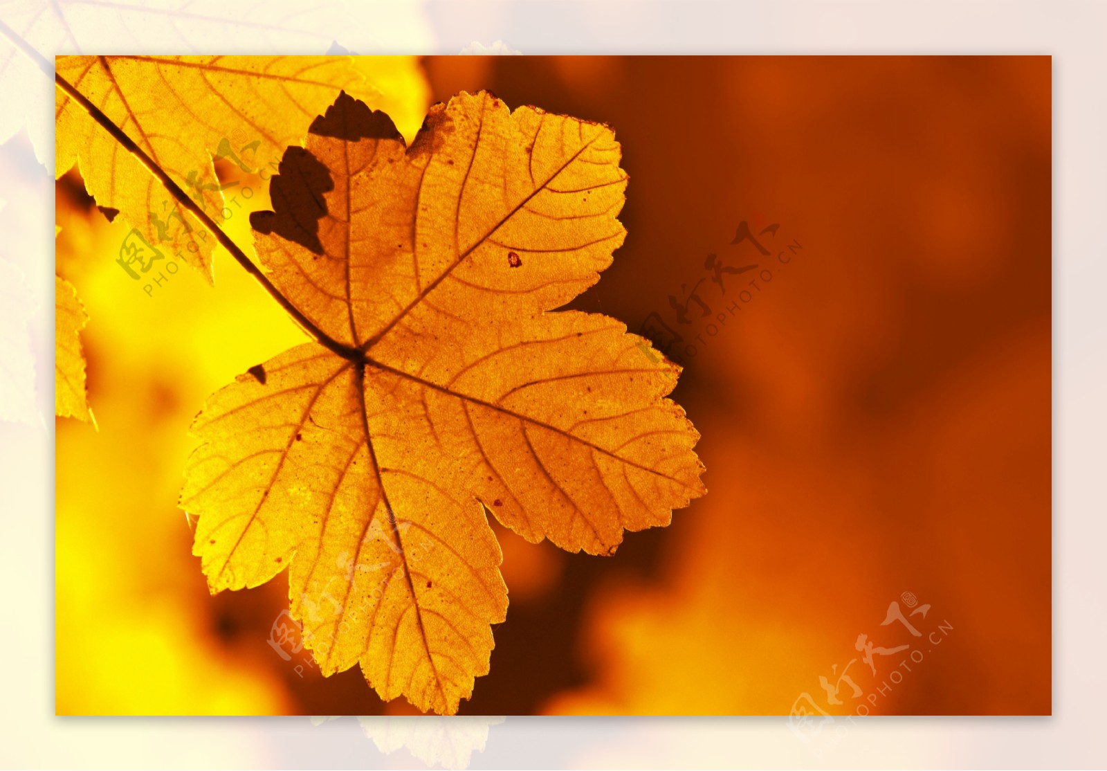 枫叶背景图片背景秋天黄色背景