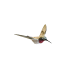 3D鸟模型