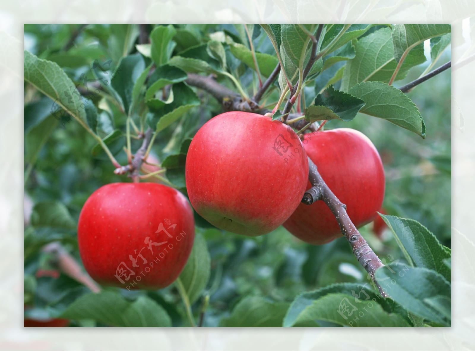 苹果树枝头上的红苹果牛顿与苹果新鲜水果