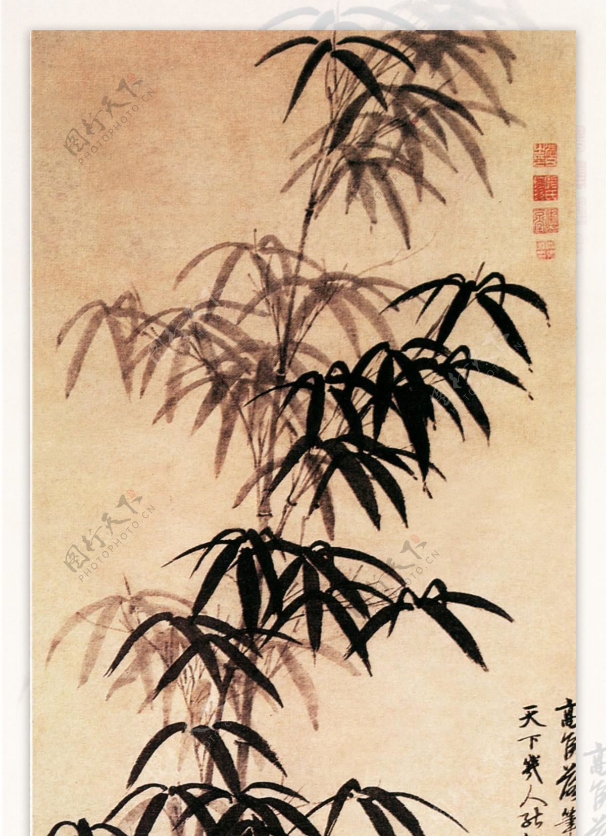 竹子图