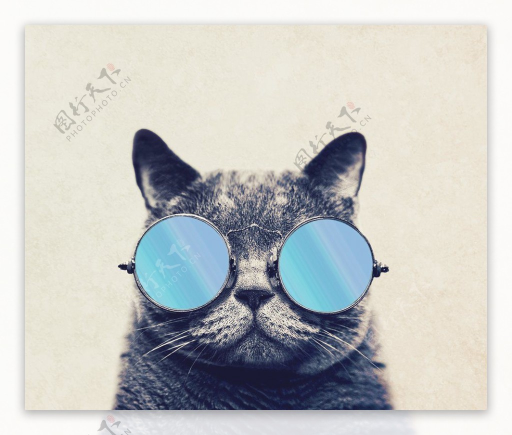 壁纸 小猫看着眼镜 1920x1200 HD 高清壁纸, 图片, 照片