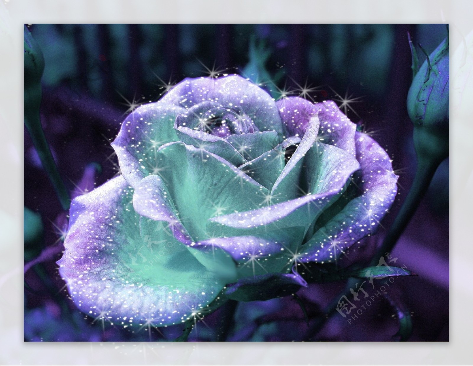 位图植物摄影写实花卉花朵蓝玫瑰免费素材