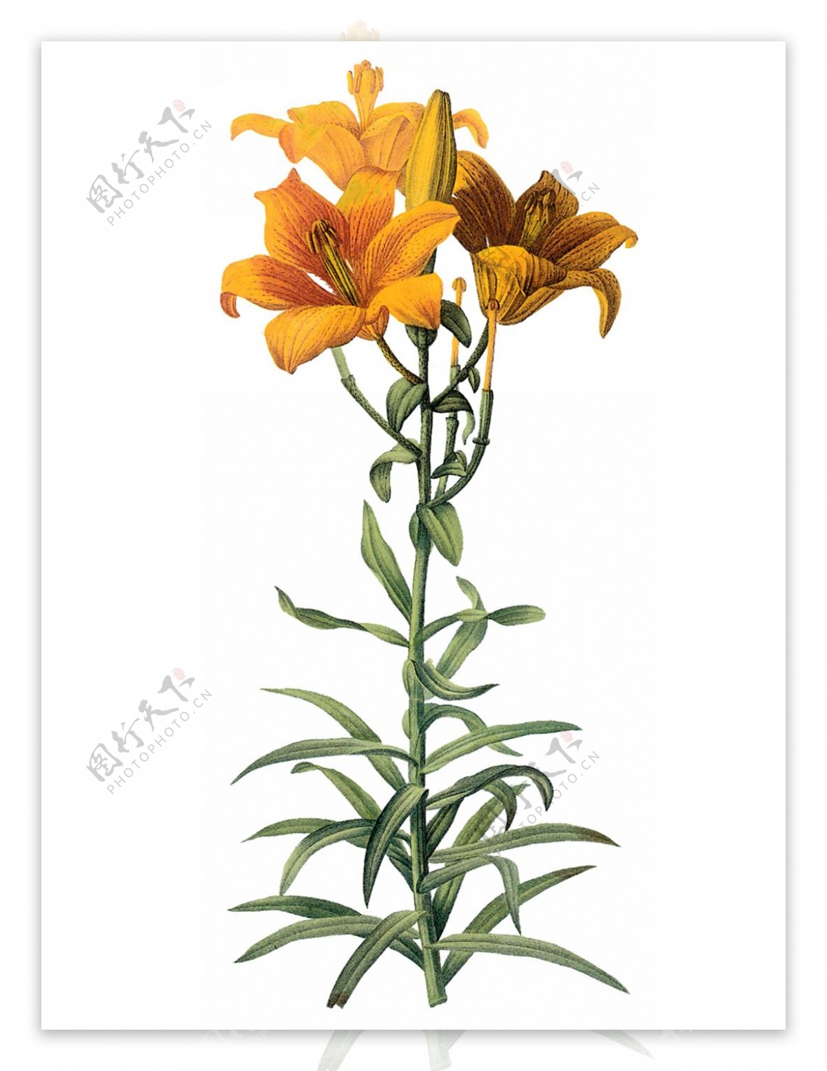 位图写实花卉艺术效果水彩花卉免费素材