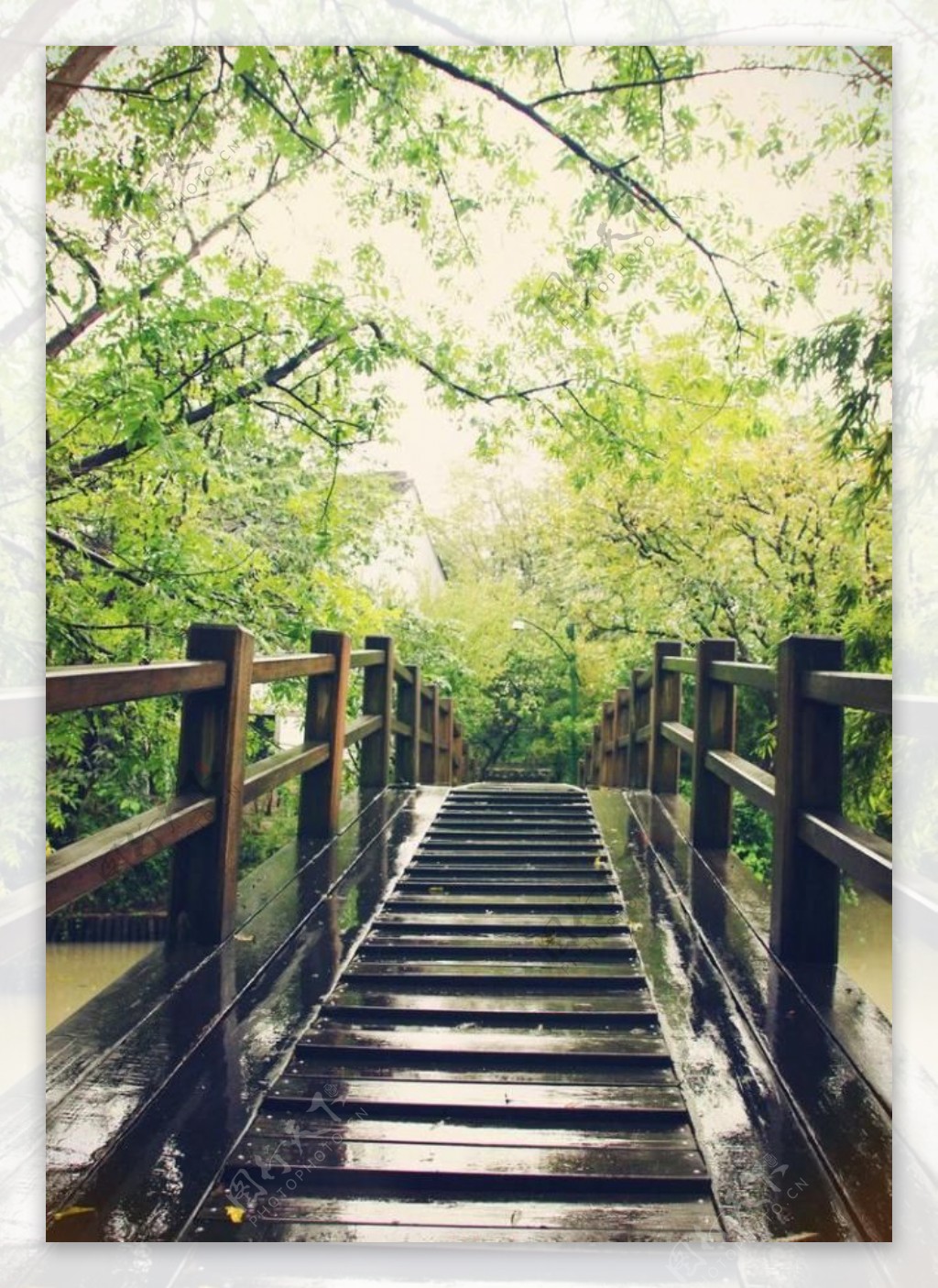 西溪湿地之木桥图片