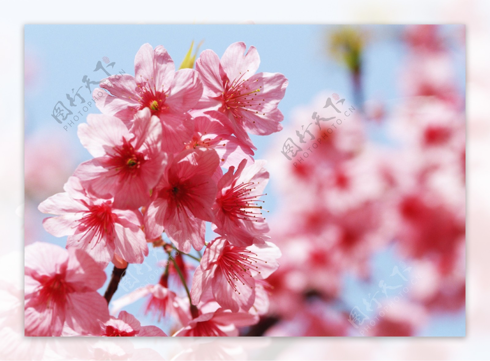 高清图库素材阳光鲜花