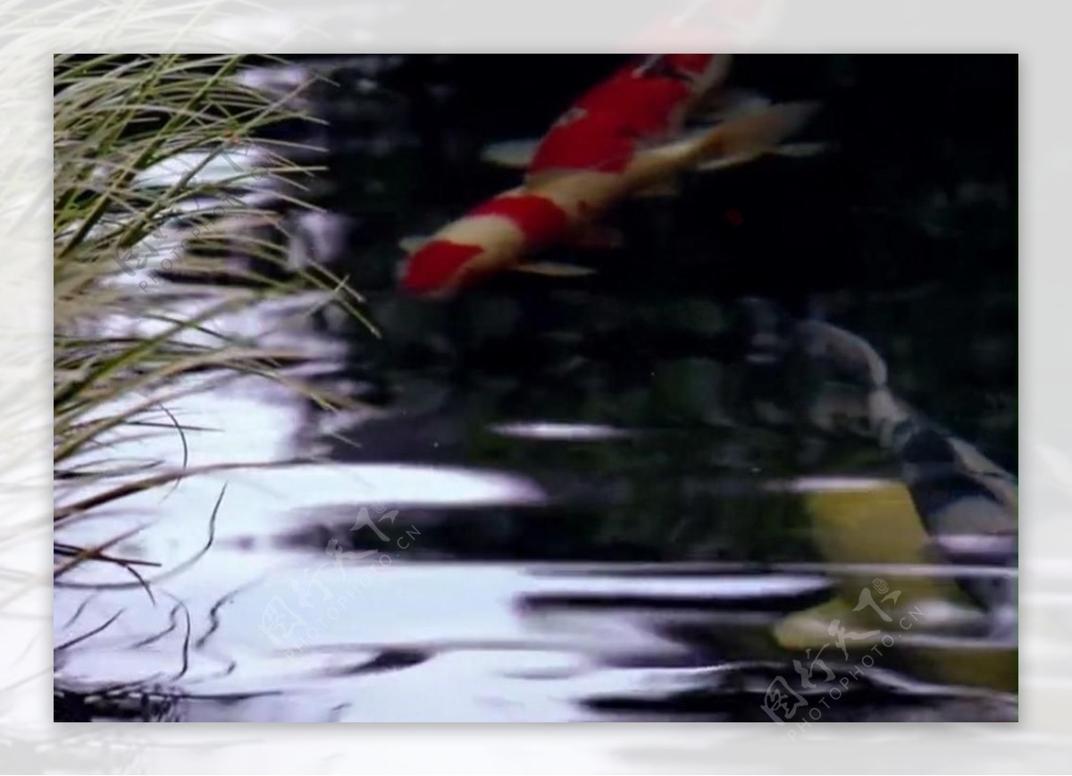 水塘金鱼背景视频素材图片