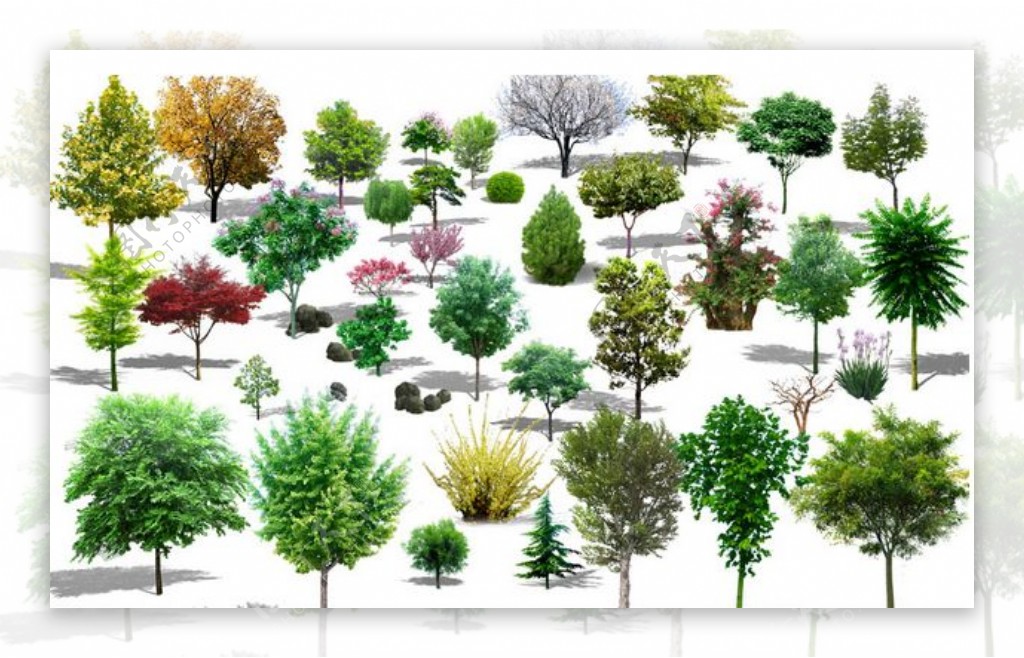 绿色树木效果图设计