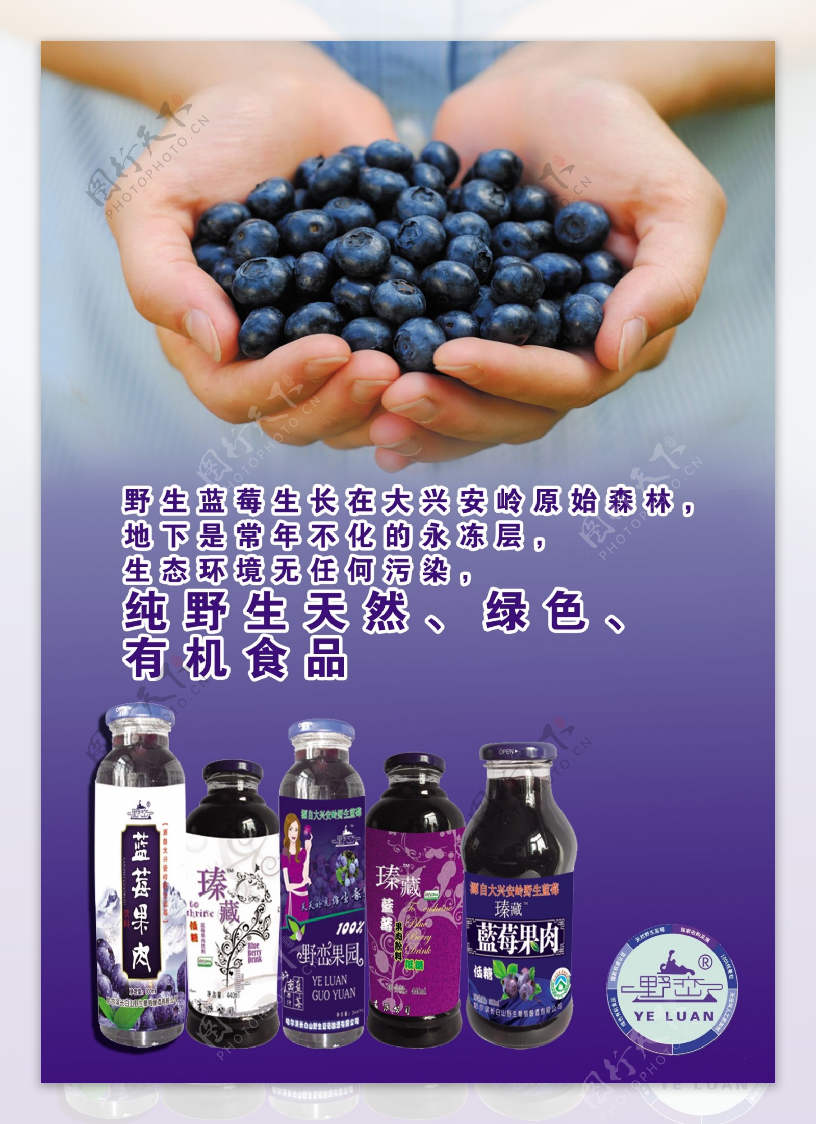 蓝莓彩页图图片