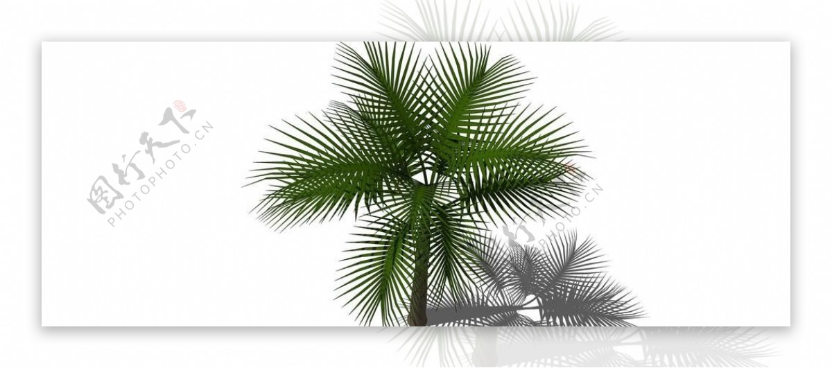 热带景观树图片