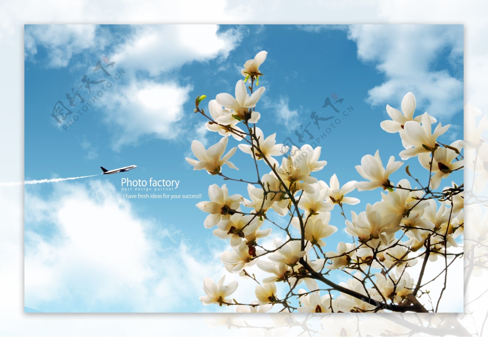 蓝天白云鲜花花朵花卉飞机树枝日韩盛典