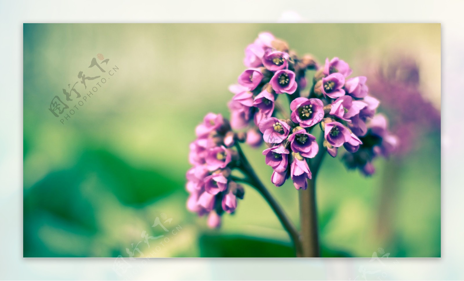 位图写实花卉植物花朵小桃花免费素材