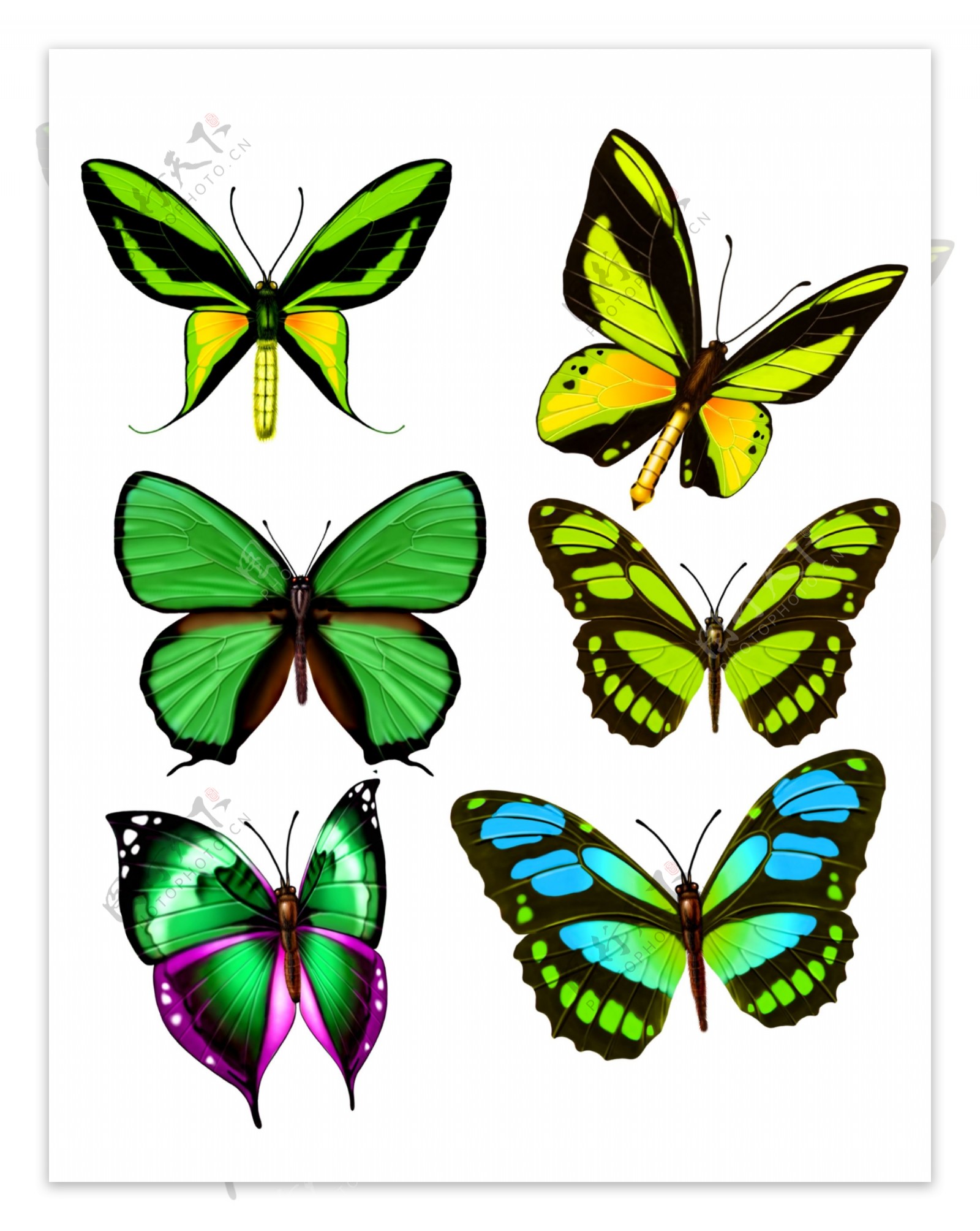 绿色蝴蝶图片