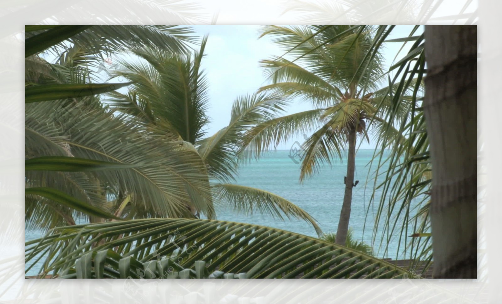 棕榈树与海洋背景股票视频