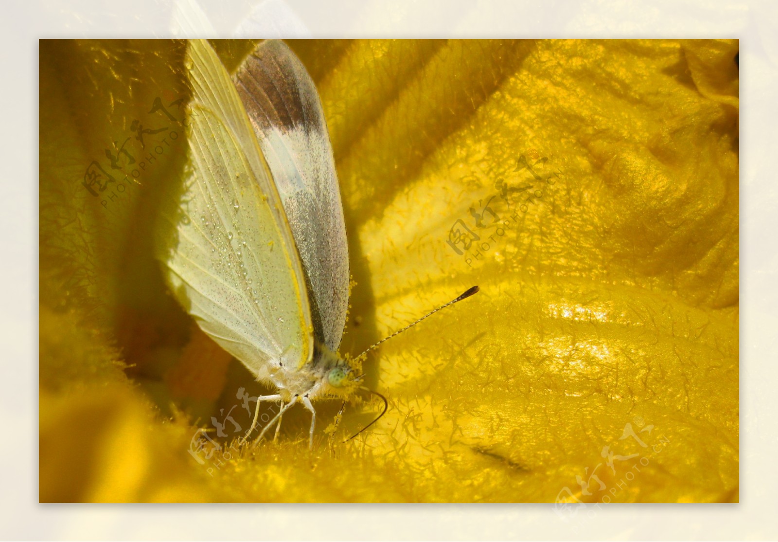 南瓜花里的蝴蝶图片