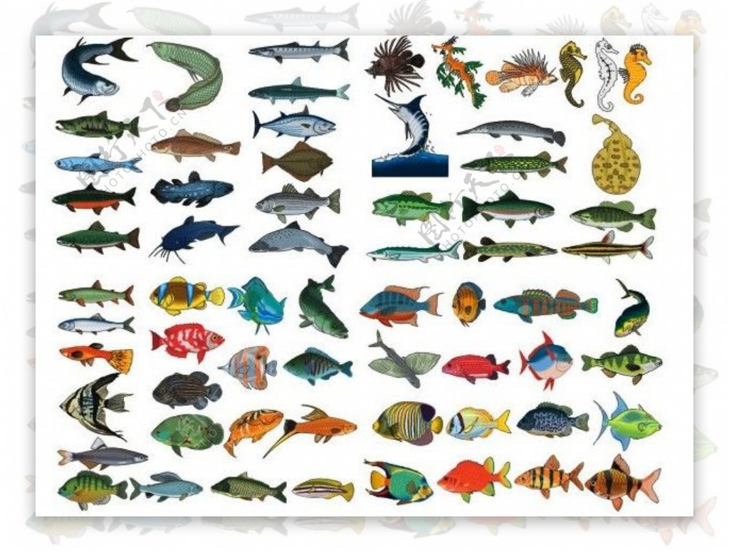 海洋鱼类_360百科