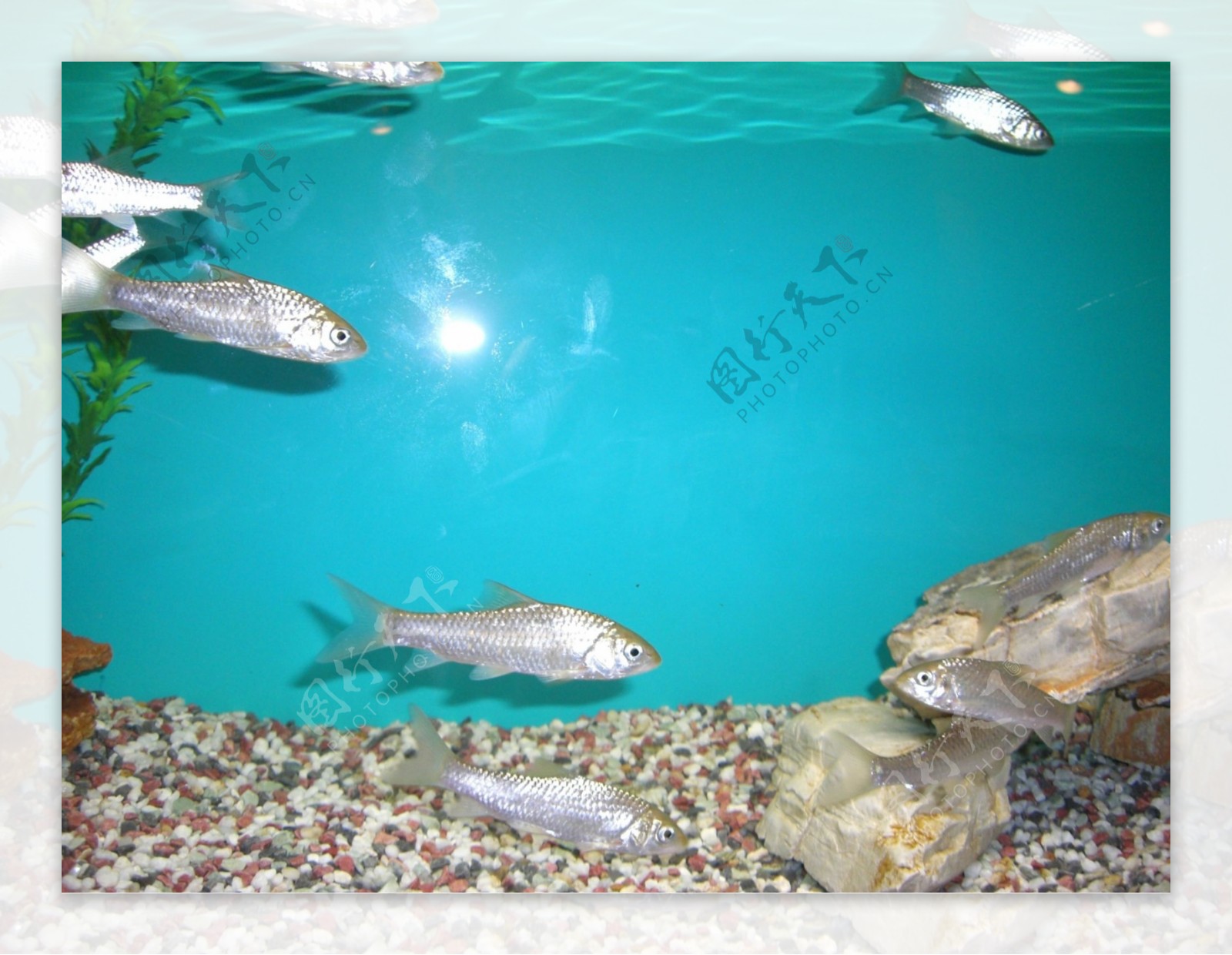 淡水观赏小鱼图片素材-编号26944213-图行天下
