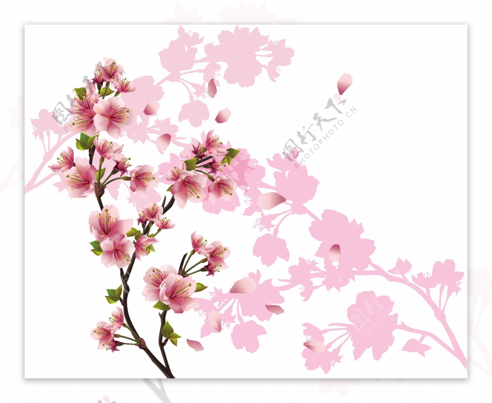 粉红色桃花和树枝
