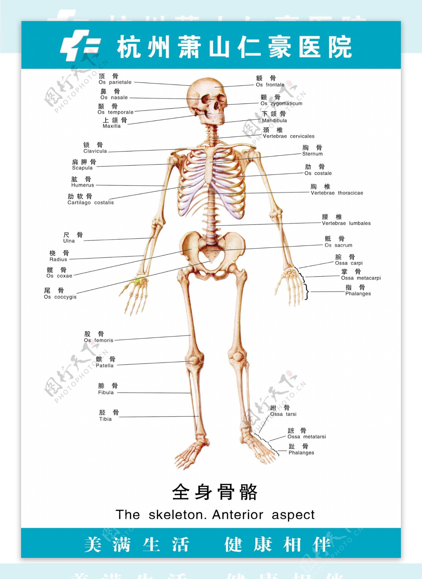 医疗人体科室挂图18全身骨骼
