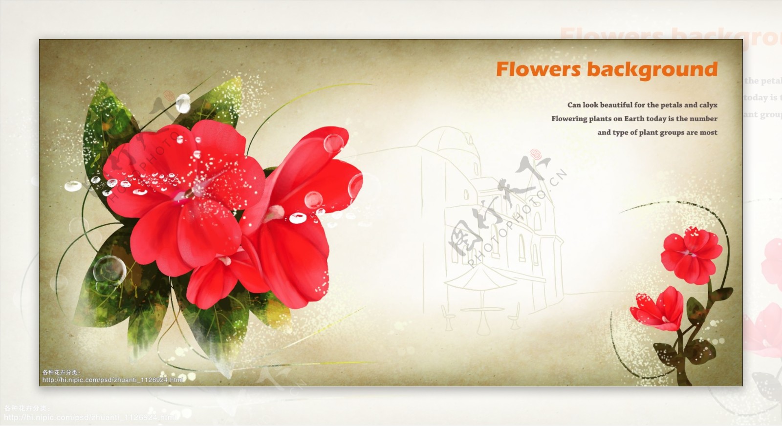 花卉插画图片