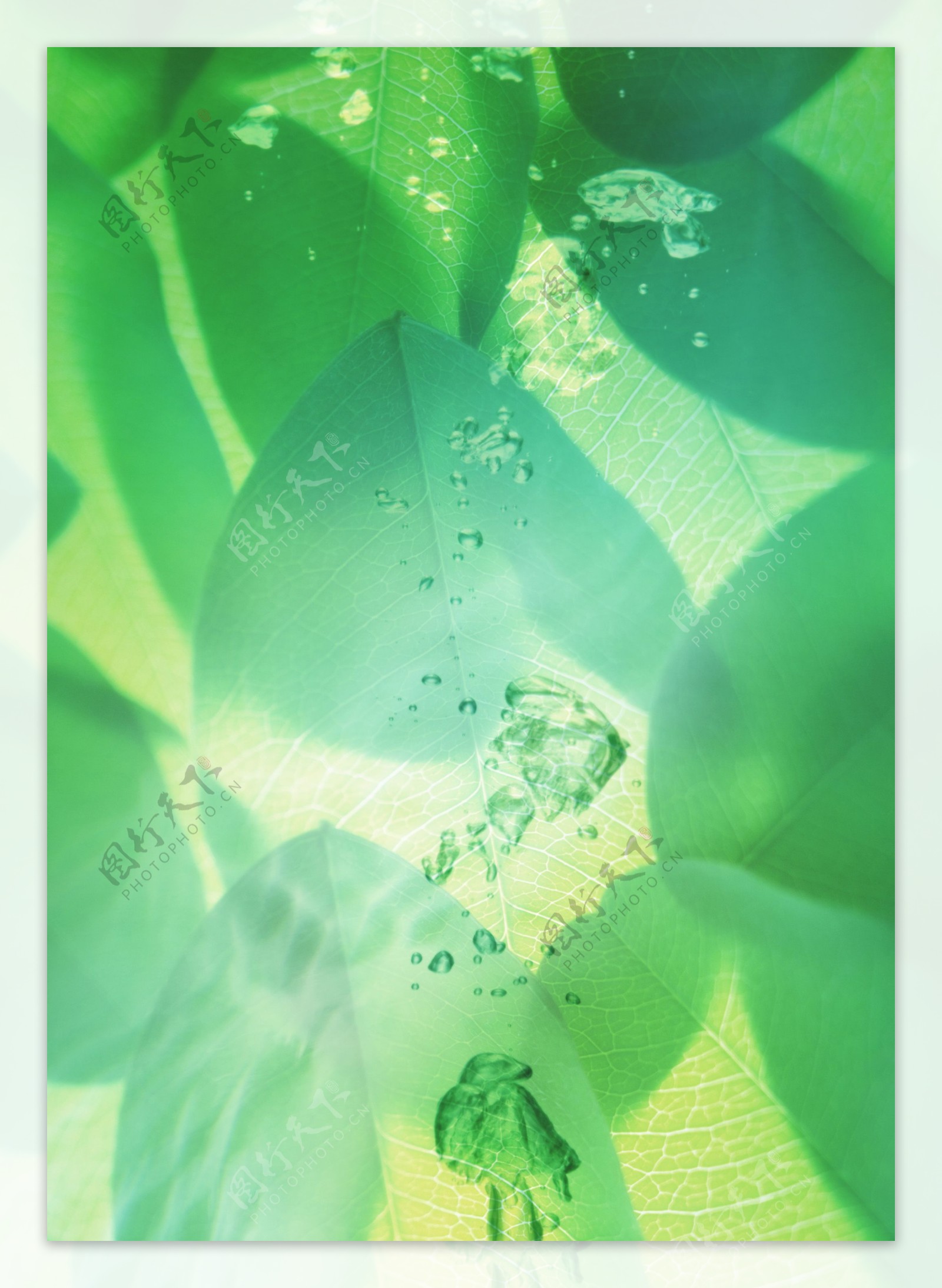 绿色绿叶水滴图片
