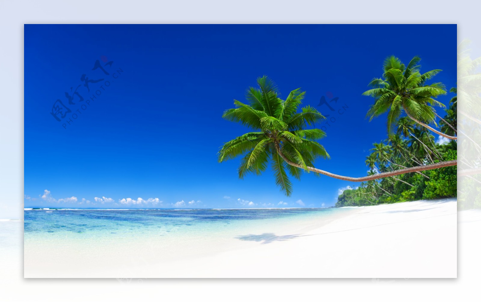 大海沙滩椰树图片