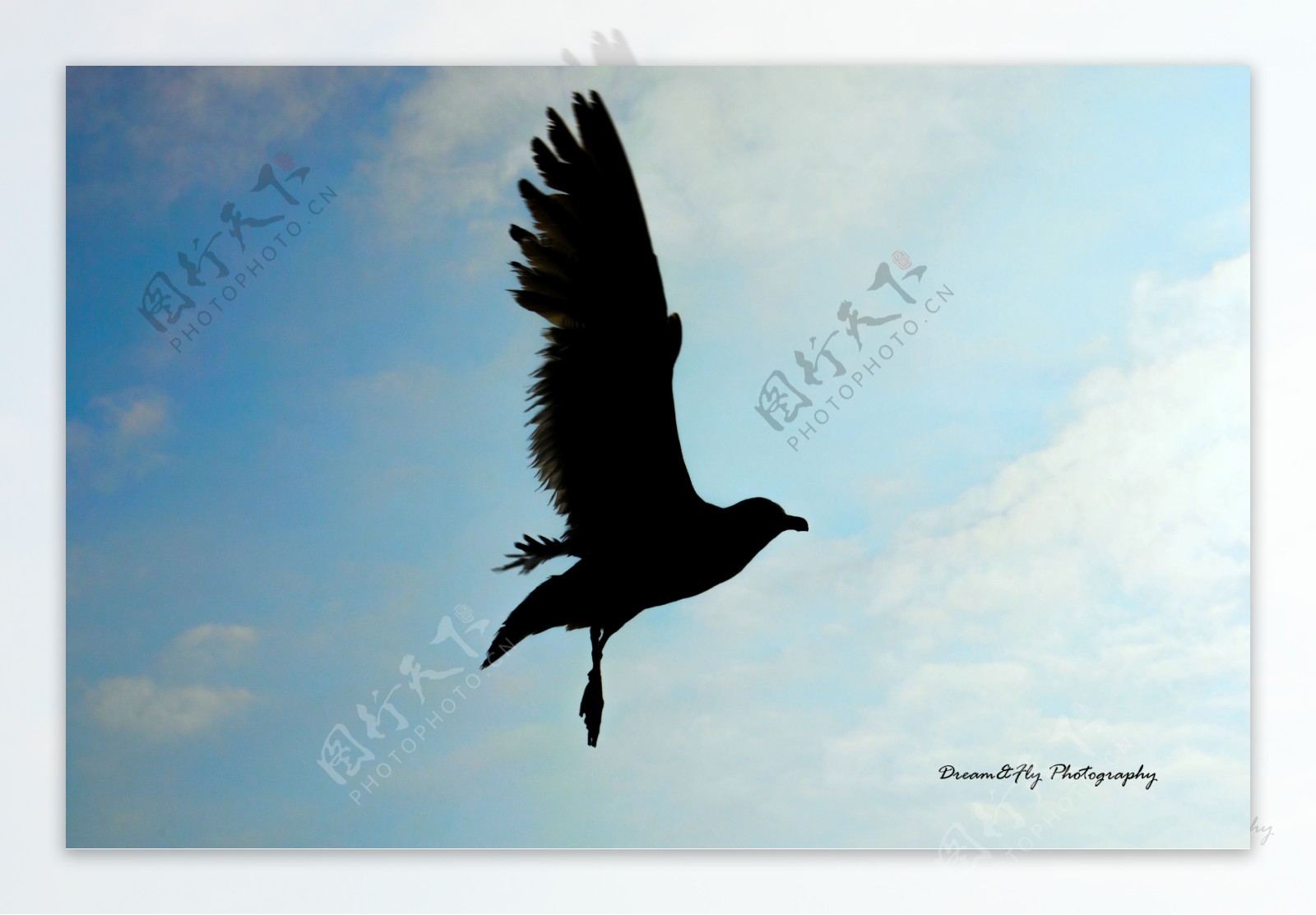 飞舞飞翔的海鸥图片