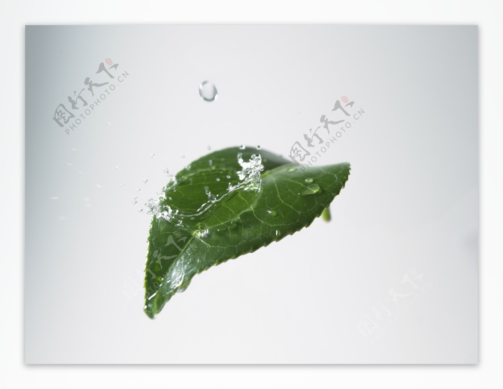 滴水的树叶图片