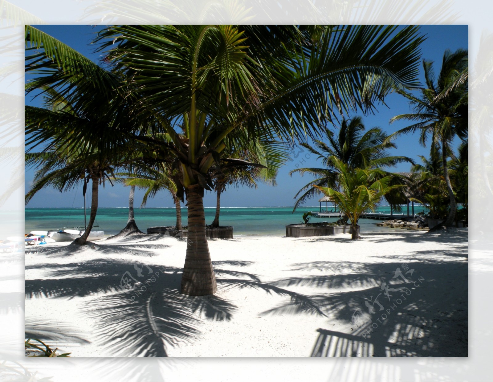 度假胜地的椰树林图片