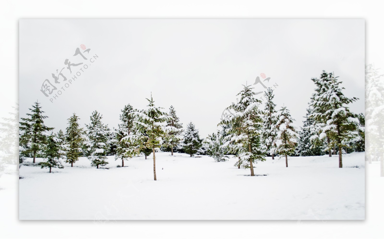 树林雪景摄影图图片