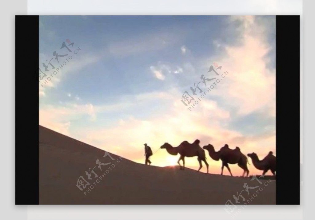 夕阳骆驼剪影风景视频素材下载